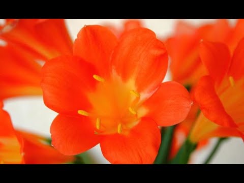 Plantas con flores naranjas: Belleza en tonos cítricos