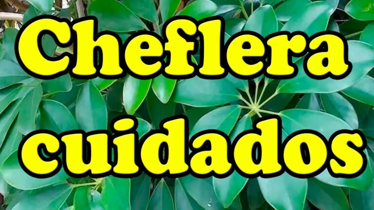 Consejos para evitar la caída constante de las hojas de la cheflera