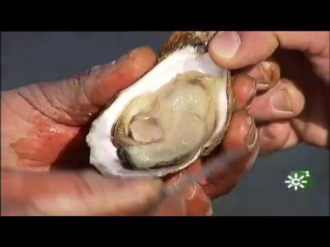 El lugar perfecto para criar ostras: Todo lo que necesitas saber