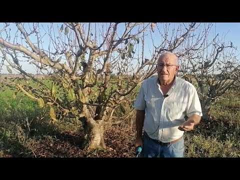 El mejor momento para podar los cerezos